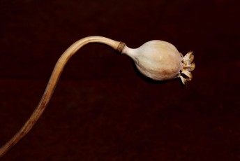 05 Papaver Orientalis essiccato