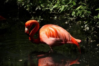 37 Fenicottero Rosso