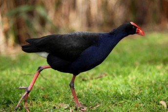 12 Gallinella d_Acqua