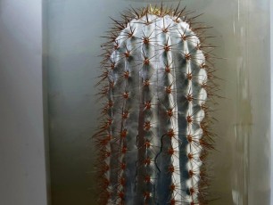 35-Un-bicchiere-di-Cactus