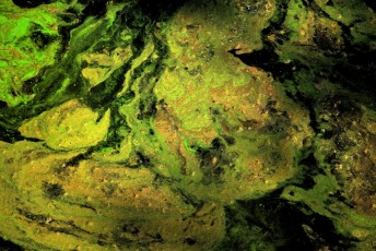 03 L'Arte nello Stagno