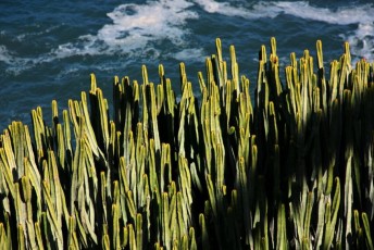 99 Tenerife - Euphorbia Canariensis