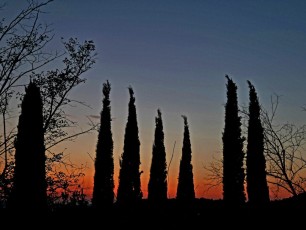 16 Cipressi al crepuscolo