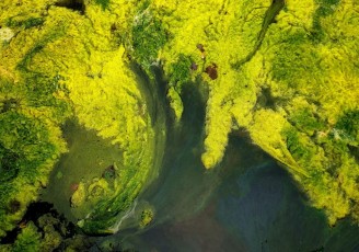 88 Nello stagno un mondo di colori