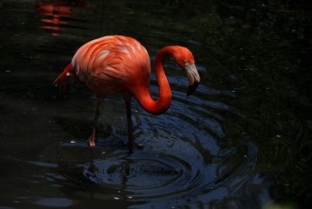62 Fenicottero Rosso
