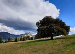 06 Faggio di Passo della Presolana