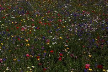 29 Fiori di Campo a Milano
