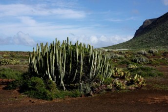 11 Tenerife - Euphorbia Canariensis
