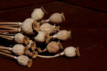 04 Papaver Orientalis essiccati