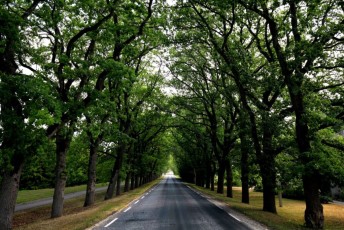 03 Hiiumaa - Viale di Pargi