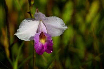 42-Orchidea