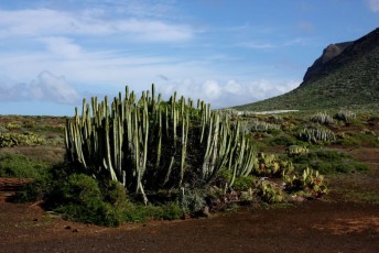 11 Tenerife - Euphorbia Canariensis