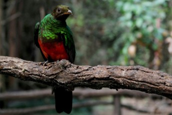 28 Pavonina del Quetzal