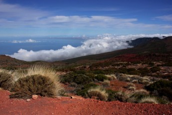 33 Tenerife - Foresta del Teide